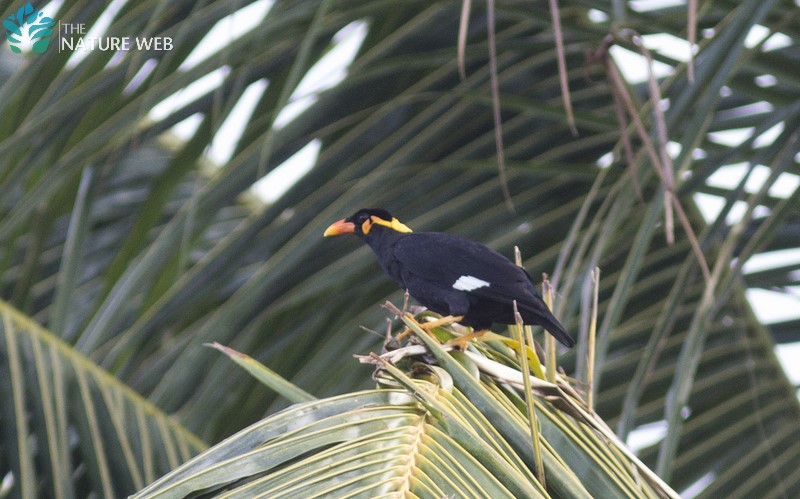 Common Hill Myna